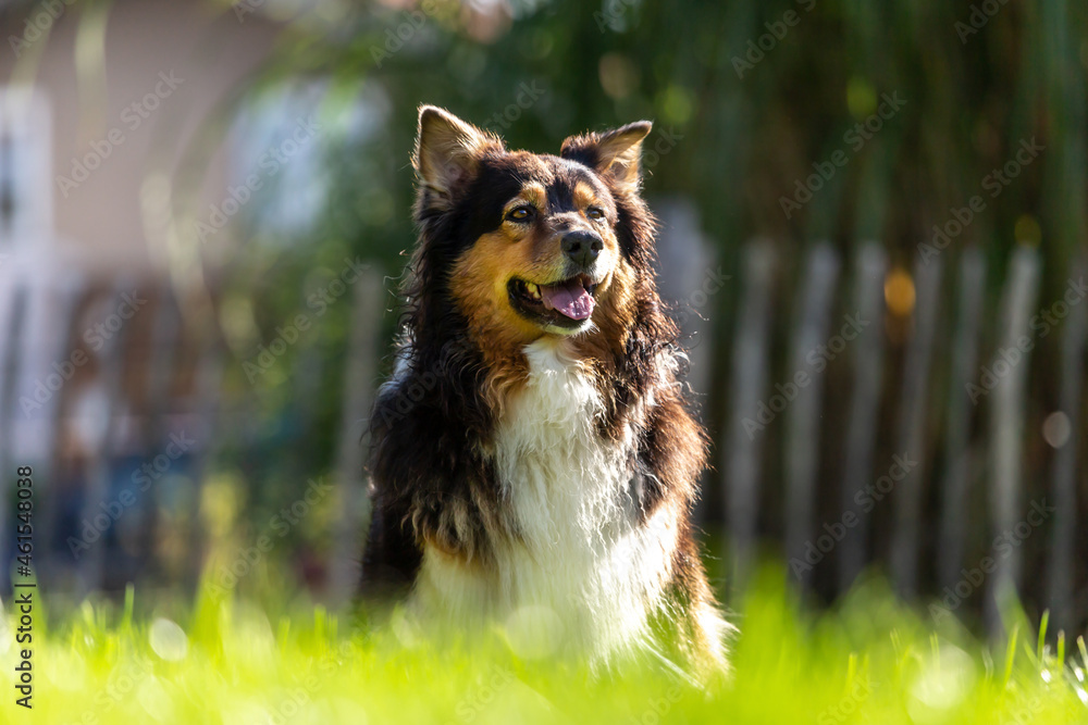 Head portrait of a australian shepherd dog looking attentively