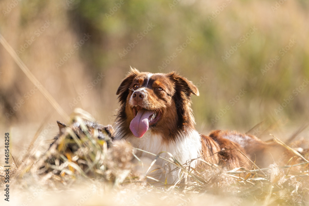 Portrait of a chocolate brown colored australian shepherd outdoors