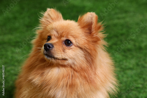 Cute fluffy little dog on green grass