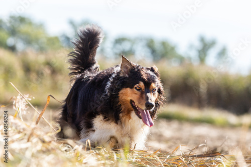 Portrait of a tricolor australian shepherd running across a field