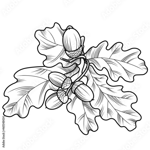 Monochrome illustration on a white background  a branch of an oak tree with leaves and acorns