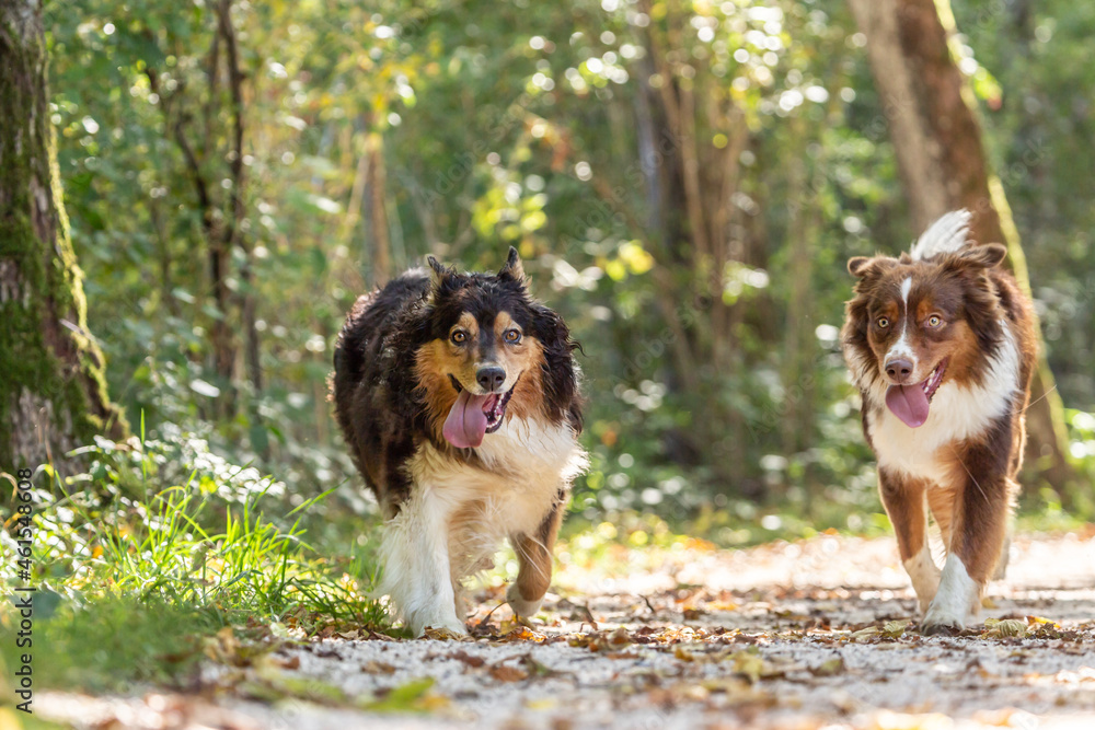Two australian shepherd dogs walking on a forest track outdoors
