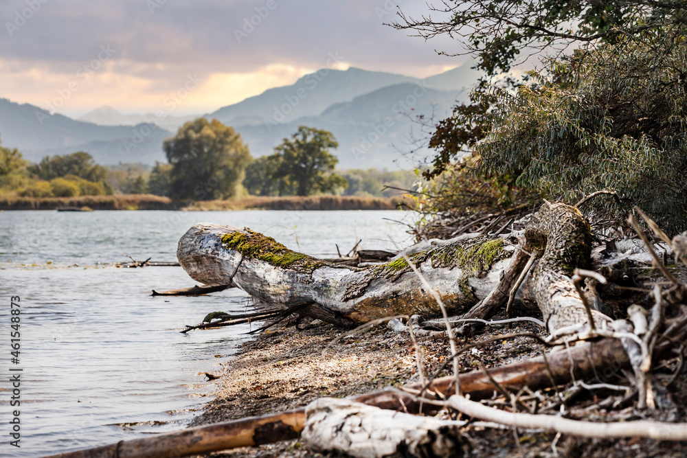 Driftwood at the beach of lake Chiemsee, bavaria Driftwood at the beach of lake Chiemsee, bavaria