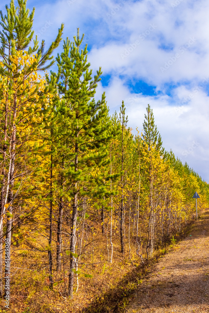 Autumn forest with bright green pine trees and yellow birch trees under blue sky in sunny day. Golden landscape on Indian summer in Siberia. Edge of the forest near the road Autumn forest with bright green pine trees and yellow birch trees under blue sky in sunny day. Golden landscape on Indian summer in Siberia. Edge of the forest near the road
