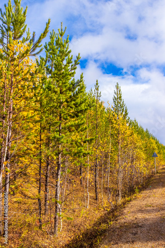 Autumn forest with bright green pine trees and yellow birch trees under blue sky in sunny day. Golden landscape on Indian summer in Siberia. Edge of the forest near the road