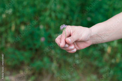 lilac blooming flower in woman's hand close up view on a blurred background in the meadow © Volha