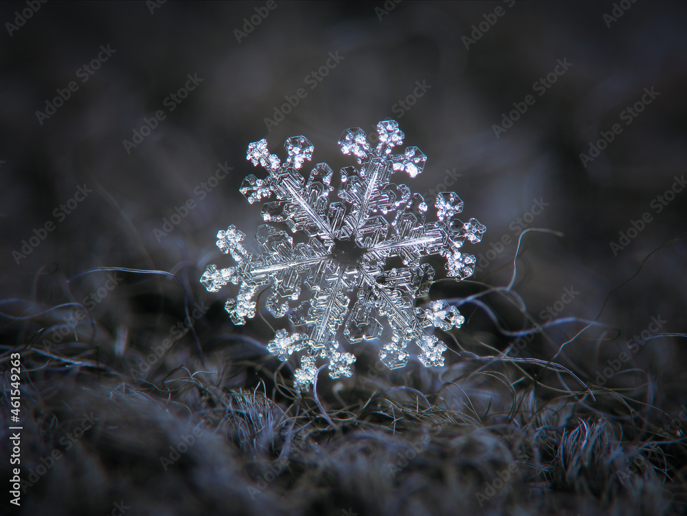 Obraz premium Snowflake glowing on dark textured background. Macro photo of real snow crystal: small stellar dendrite with glowing, transparent surface, flat complex arms and intricate inner structure.