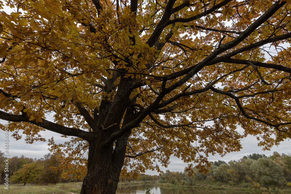 Fototapeta premium Autumn landscape with an oak tree in cloudy weather.