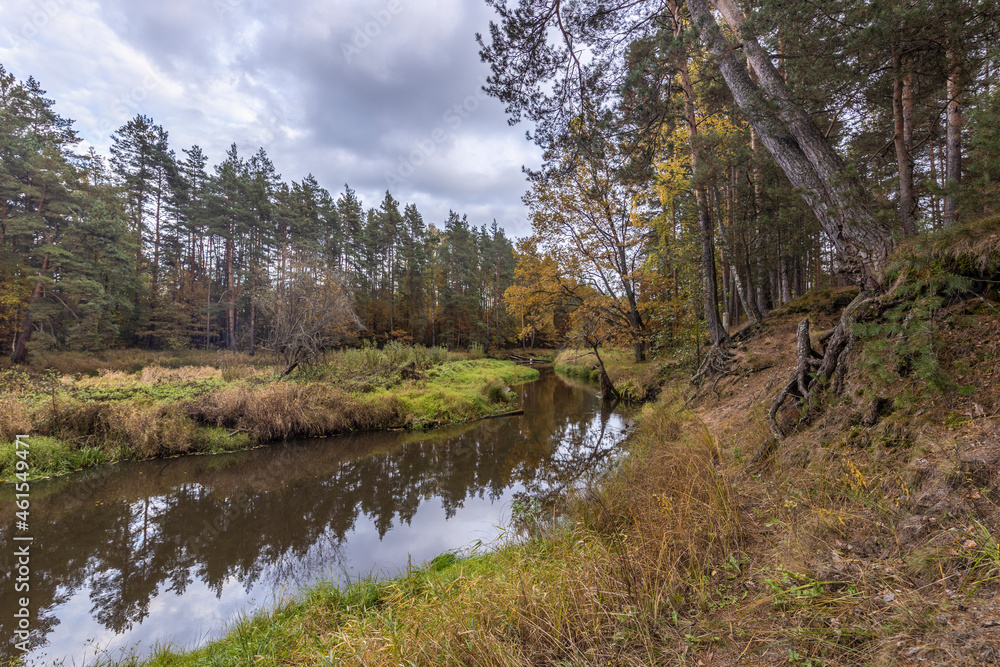 Obraz premium Autumn landscape with a small forest river. Cloudy weather in the forest Idyllic autumn landscape. Clean nature, ecology, seasons, environmental protection. Atmospheric and peaceful landscape