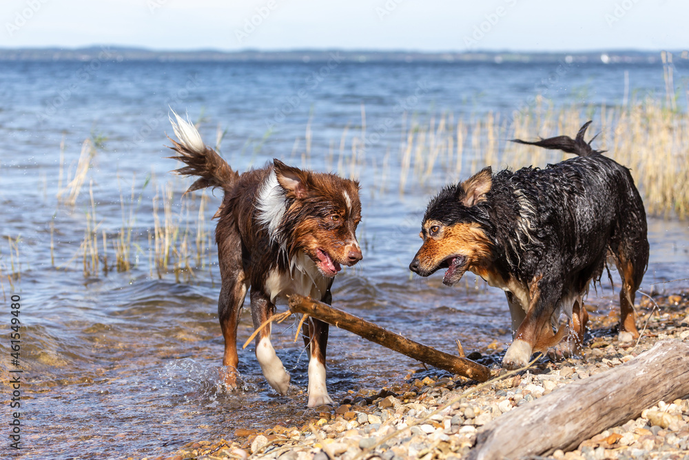 Portrait of two australian shepherd dogs playing with a driftwood stick at the beach