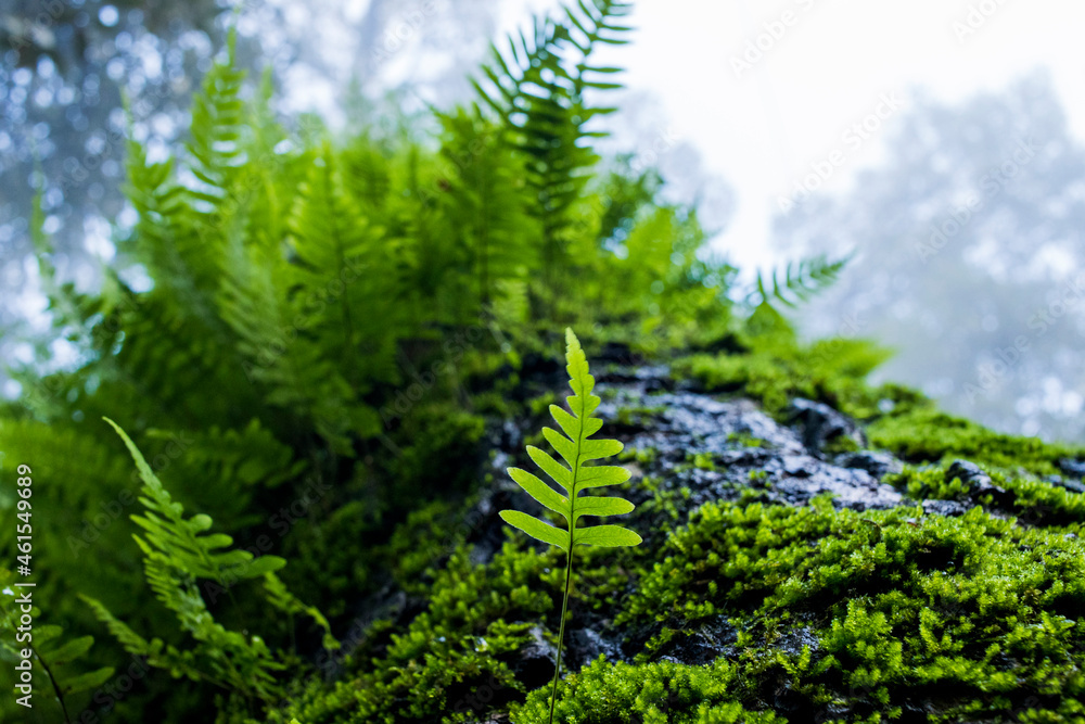 Various ferns in the forests Various ferns in the forests
