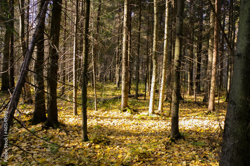 Deciduous autumn forest in central Russia. Daytime lighting