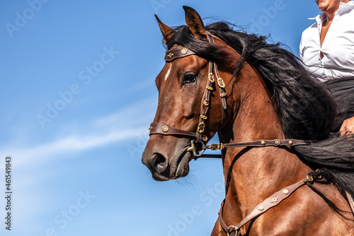 Head portrait of a ridden bay andalusian pura raza espanola horse during gallop