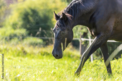 Fototapeta Naklejka Na Ścianę i Meble -  Portrait of a black P.R.E. horse on a meadow