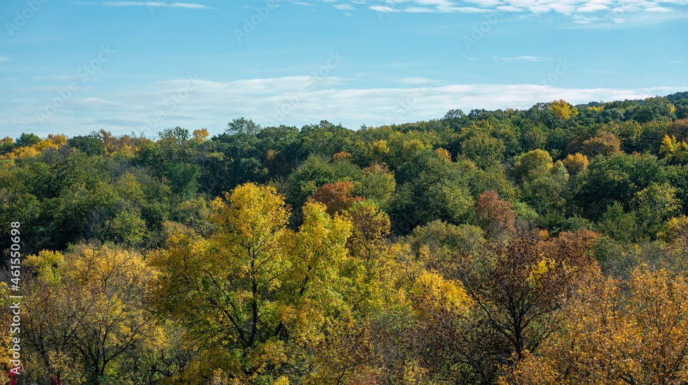 A view of a grove of trees at the start of autumn with leaves changing colors