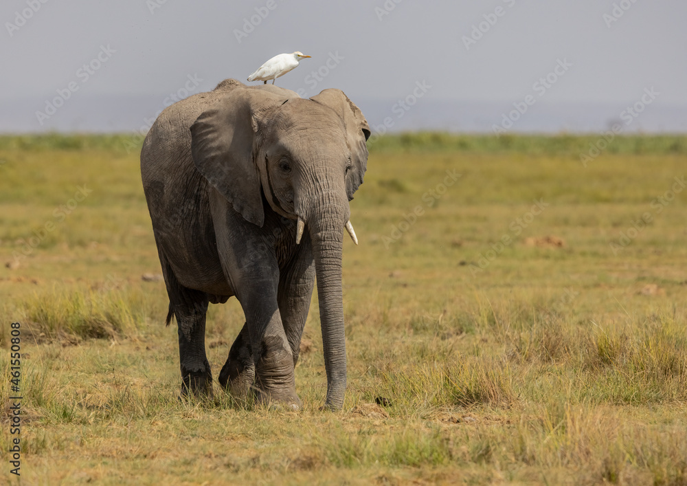 Elephant in Africa 