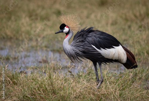 Grey crowned crane in Africa 