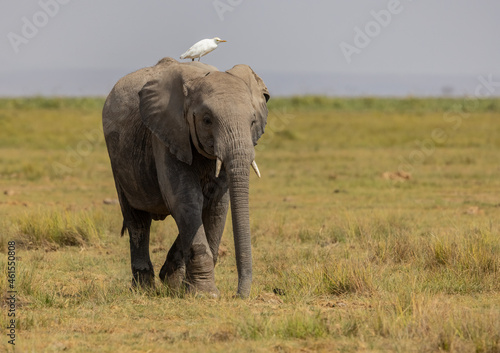 Elephant in Africa 