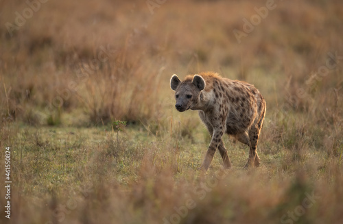 Fotografia A hyena in the Mara, Africa
