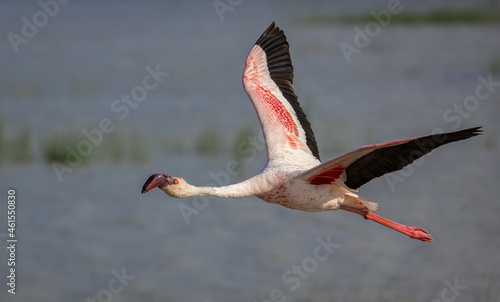 A flamingo in Africa 