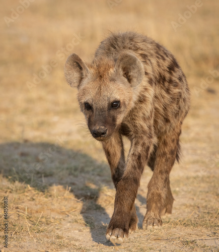 A hyena in the Mara, Africa 