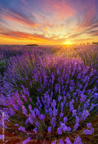 Beautiful summer sunset over lavender fields