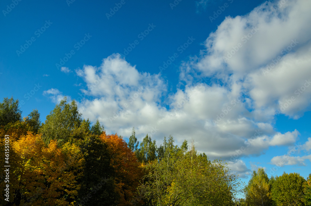 yellow and green forest trees in autumn yellow and green forest trees in autumn