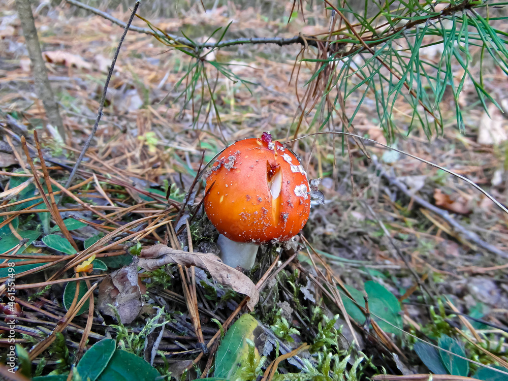 red fly agaric in the forest grass close-up red fly agaric in the forest grass close-up