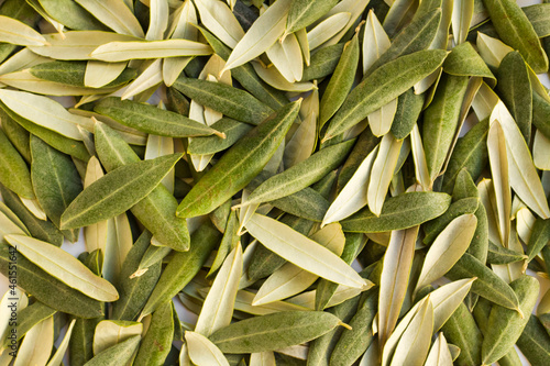 New crop green fresh olive leaves background,harvest concept.This image can be used vertically or horizontally.  photo