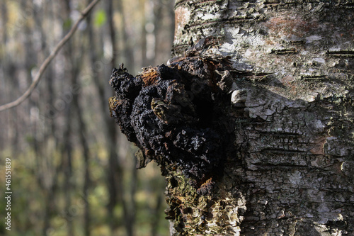 Chaga on the trunk of a birch tree. The middle band of Russia