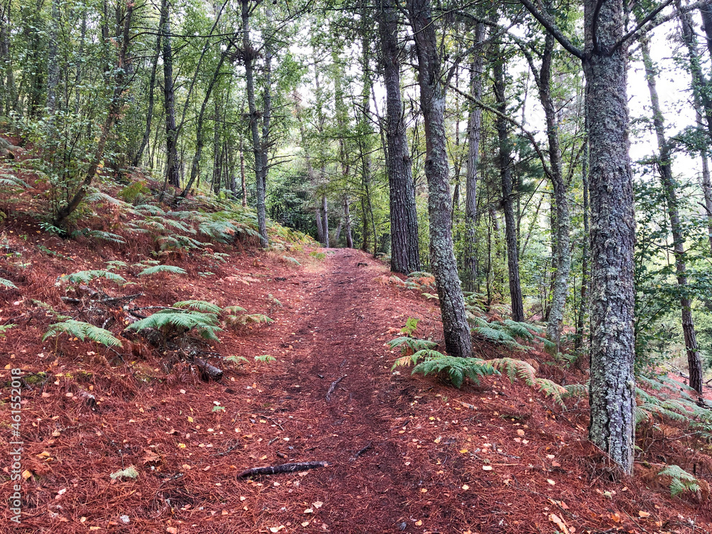 path in the forest path in the forest