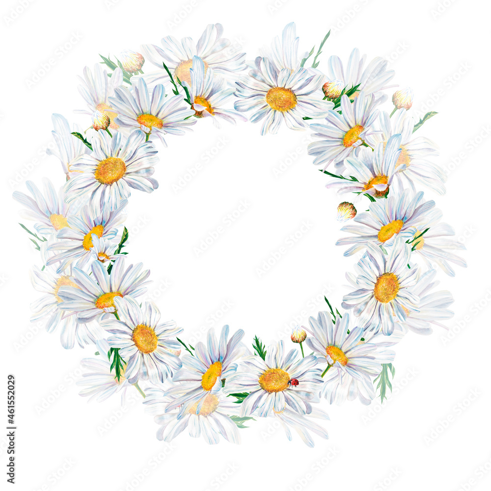 white daisy flowers watercolor illustration on white background, closeup. . Hand made drawing. wreath white daisy flowers watercolor illustration on white background, closeup. . Hand made drawing. wreath