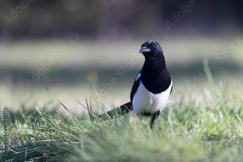 European Magpie Pica pica in various poses