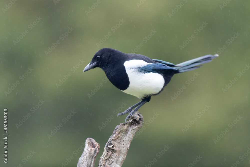 European Magpie Pica pica in various poses European Magpie Pica pica in various poses
