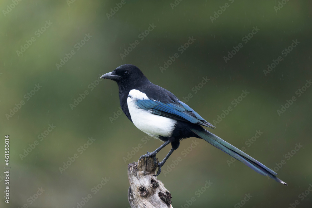 Obraz premium European Magpie Pica pica in various poses