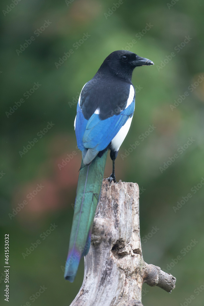 European Magpie Pica pica in various poses European Magpie Pica pica in various poses