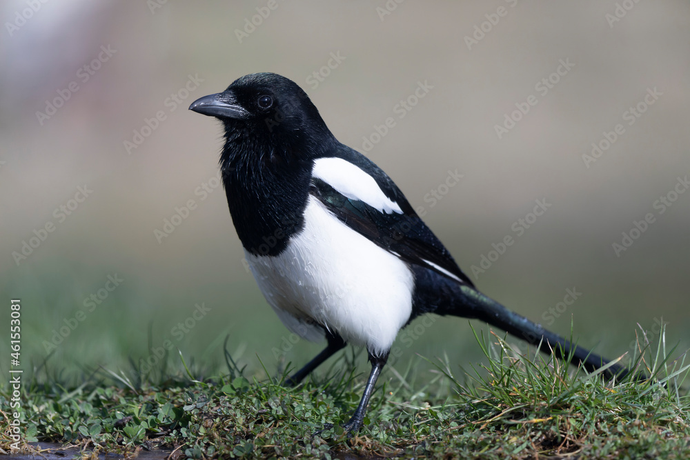 Obraz premium European Magpie Pica pica in various poses