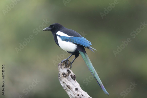 European Magpie Pica pica in various poses