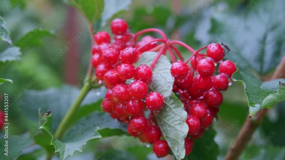 Red viburnum branch in the garden. Viburnum berries with raindrops. Red viburnum branch in the garden. Viburnum berries with raindrops.