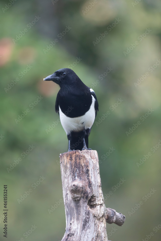 European Magpie Pica pica in various poses European Magpie Pica pica in various poses