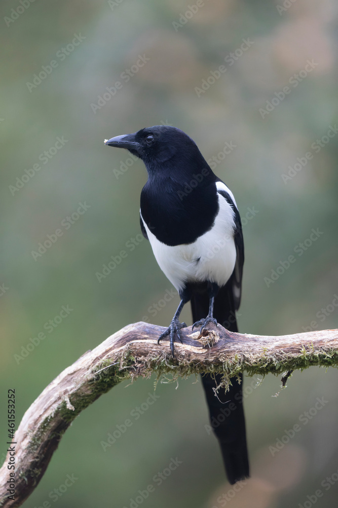 European Magpie Pica pica in various poses European Magpie Pica pica in various poses