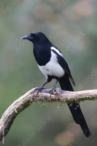 European Magpie Pica pica in various poses