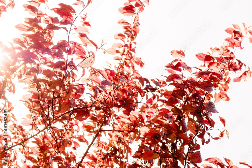 the sun shines through the leaves of the trees. red sunny autumn leaves, golden autumn arrival, red-leaved plum. the sun shines through the leaves of the trees. red sunny autumn leaves, golden autumn arrival, red-leaved plum.