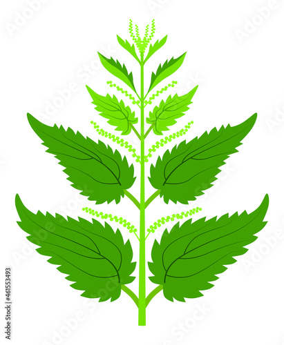 Blooming nettle bush in full growth on a white background