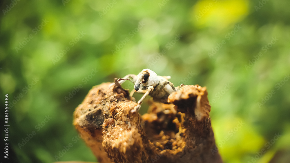 Fototapeta premium weevil