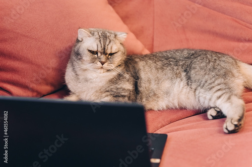 sunny morning, fluffy cat lies in a room on a pink soft sofa and looks at a laptop, concept of remote work, watching a movie, vacation and quarantine. © SValeriia