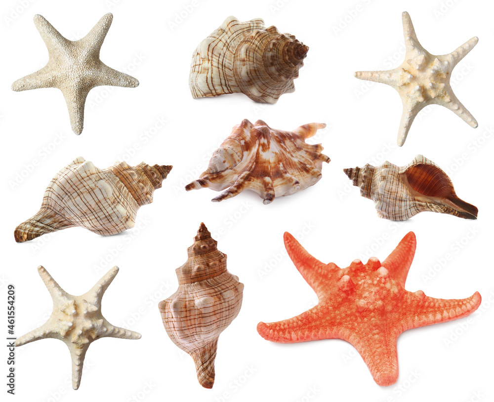 Collection of different beautiful sea stars and shells on white background Collection of different beautiful sea stars and shells on white background