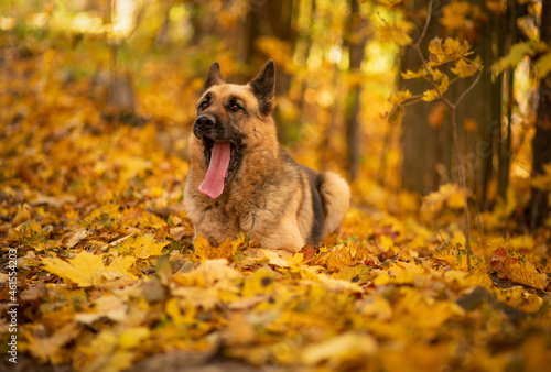 
an adult dog lies in the leaves in the park, golden autumn, Eastern European Shepherd Dog
