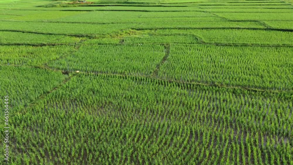 Aerial drone view of agriculture in rice fields for cultivation Aerial drone view of agriculture in rice fields for cultivation