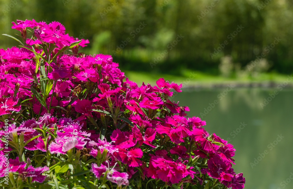 Obraz premium Close-up of pink Dianthus chinensis flowers on blurred pond background. Rainbow or china Pink in Arboretum Park Southern Cultures in Sirius (Adler) Sochi.